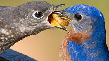 Eastern Bluebirds, photo by Jimmy Andrews