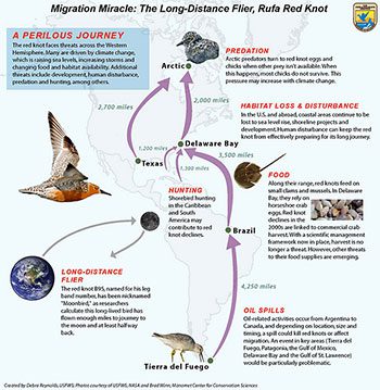 View larger image of the Red Knot map