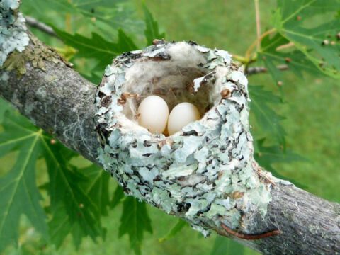 tiny eggs in a nest on a tree branch