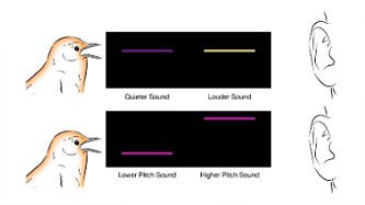 Bird Song Visualized Slides