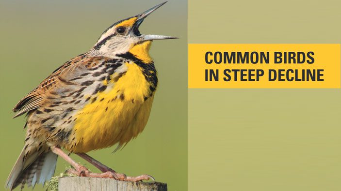A team of scientists from the North American Bird Conservation Initiative (NABCI) identified the 33 U.S. common bird species in steep decline