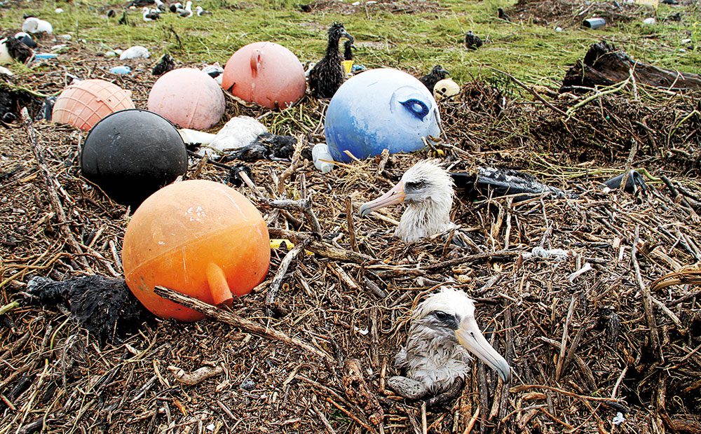 laysan albatross trapped in tsunami debris piles on midway
