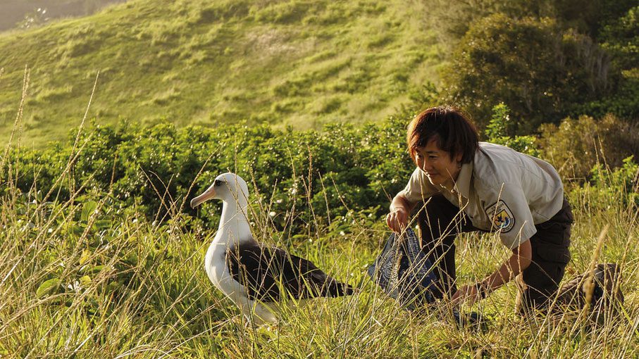 laysan albatross banding on kauai