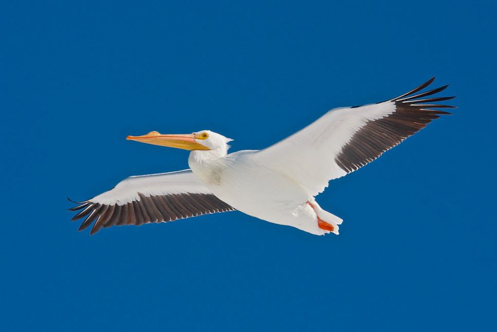 American White Pelican by Michael Andersen via Birdshare