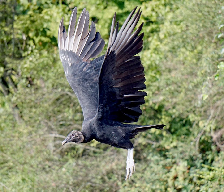 BLack Vulture by Jordan Rolen/Macaulay LIbrary