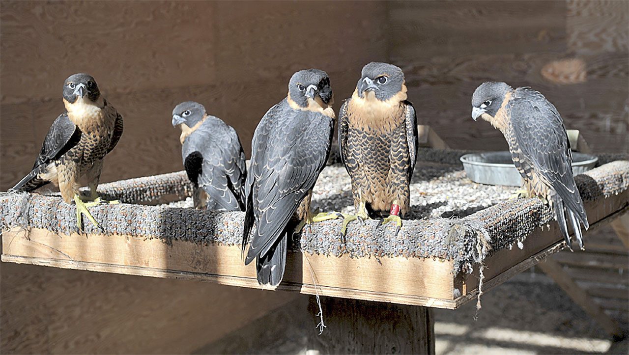captive-bred falcons await transport to Belize. Photo by Robert B. Berry