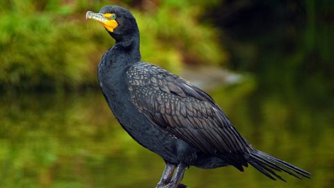 Double-breasted Cormorant by Lorcan Keating via Birdshare