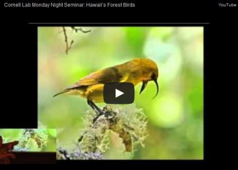 Hawaii's Birds: Past, Present, and Future