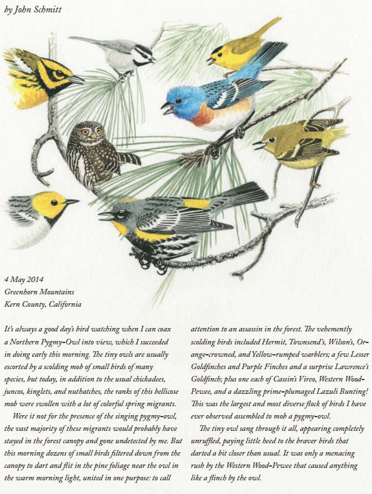 Naturalist's Notebook, by JOhn Schmitt, Northern Pygmy-Owl