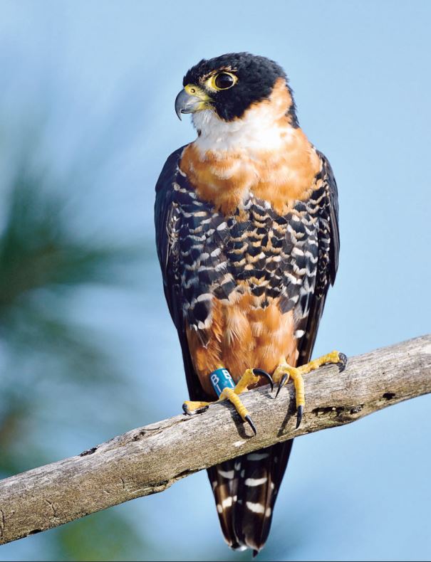 orange-breasted falcon by Robert Berry