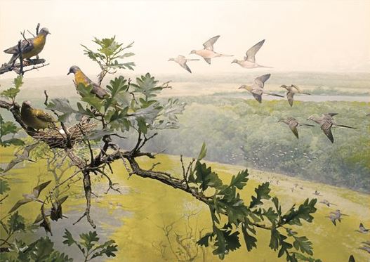 The Passenger Pigeon diorama at the University of Minnesota’s Bell Museum of Natural History depicts a scene we will never again witness. (Background painted by Francis Lee Jaques.)