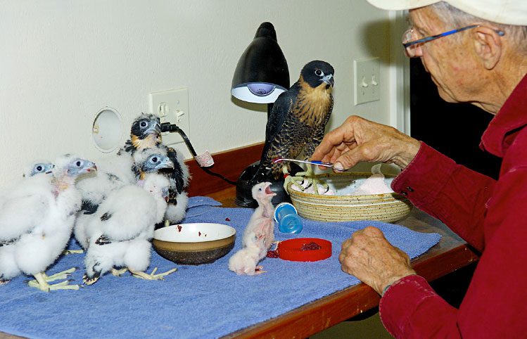 the author feeds falcon chicks ranging in age from one day to 40 days old. Photo by Carol Berry.