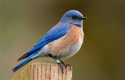 western bluebird sings like its neighbors