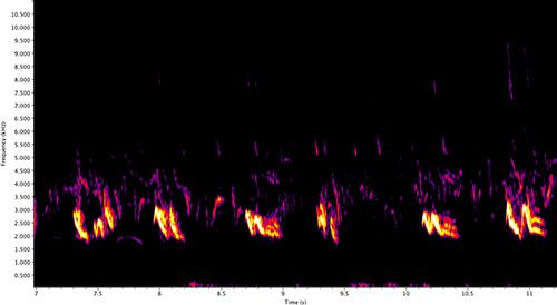 View a larger image of this spectrogram