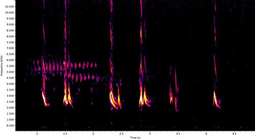 View a larger image of the Western Bluebirds spectrogram