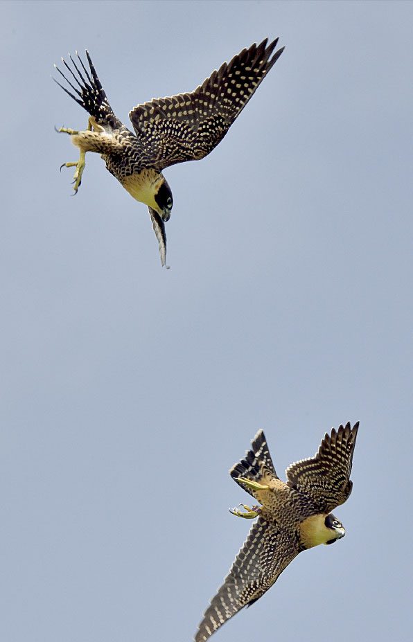 As their powers of flight develop, the young falcons engage in spectacular, high-speed games of chase, which actually have deadly serious survival implications as the birds hone their hunting skills. Photo by Robert B. Berry.