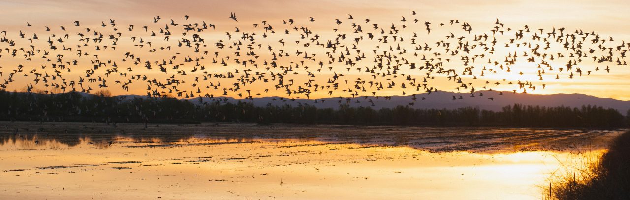 sunset flock of shorebirds in california central valley