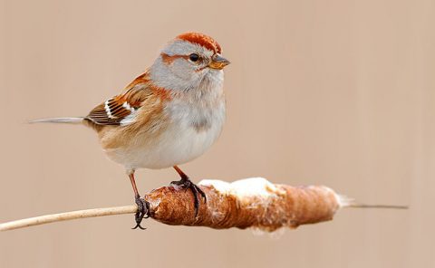 A sparrow with a reddish brown cap, dark eyestripe, gray body with a spot on chest and touches of cream and orange-red, black and white wings with two white wingbars.