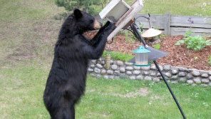 Bear at a feeder in Marathon, ON, by Michael Butler