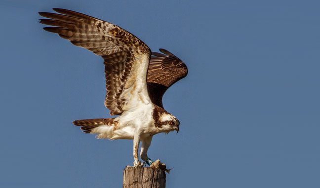 Emmet the osprey tagged on bird Cams