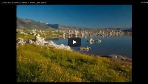 Marie Read talks about birds at Mono Lake