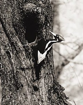 Ivory-billed Woodpecker by Arthur Allen