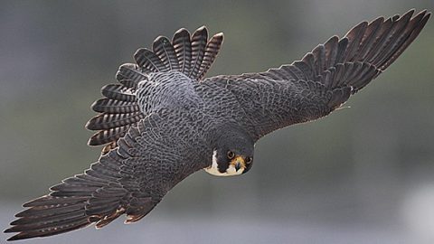 Peregrine falcon by Nick Dunlop