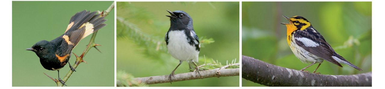 Warblers by Brian E. Small