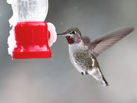 A grayish hummingbird with a few pink throat feathers hovers at a bird feeder with some snow on it.