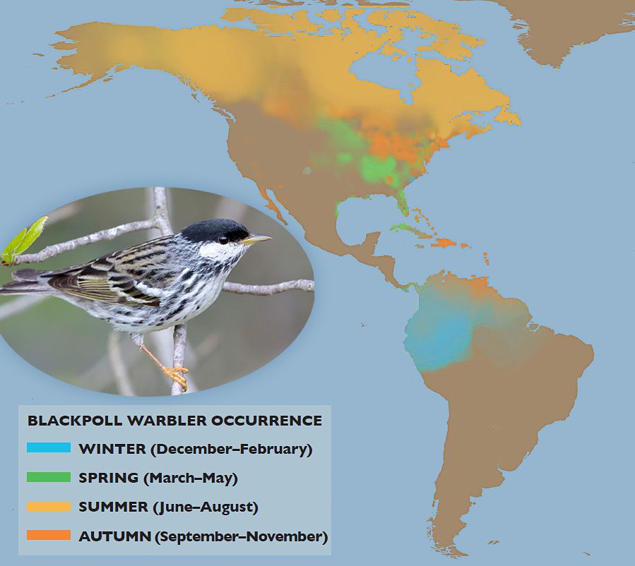 Blackpoll Warbler occurrence and photo by tfells via Birdshare