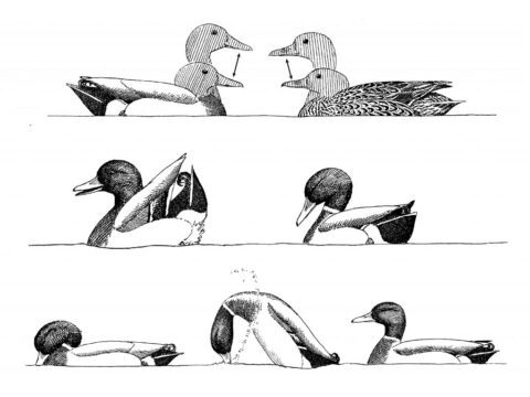 Illustrations of duck courtship displays.