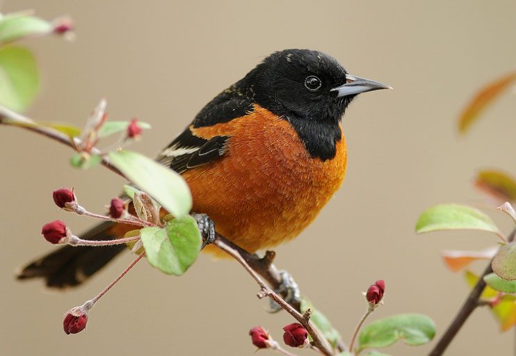 Orchard Oriole by LInda Petersen