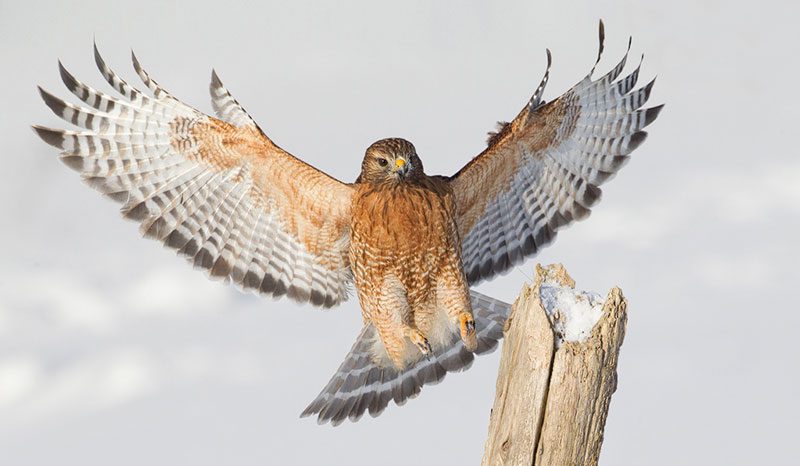 Raptors of Winter | All About Birds All About Birds