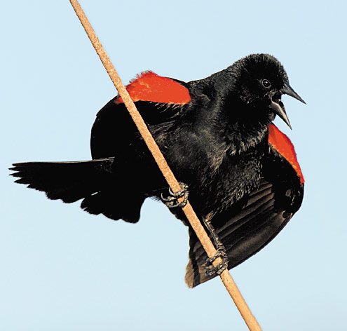 Red-winged Blackbird by Blake Shaw