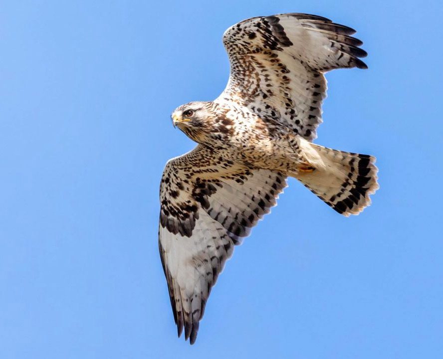 White and dark-brown/black hawk from below, in flight against blue sky.