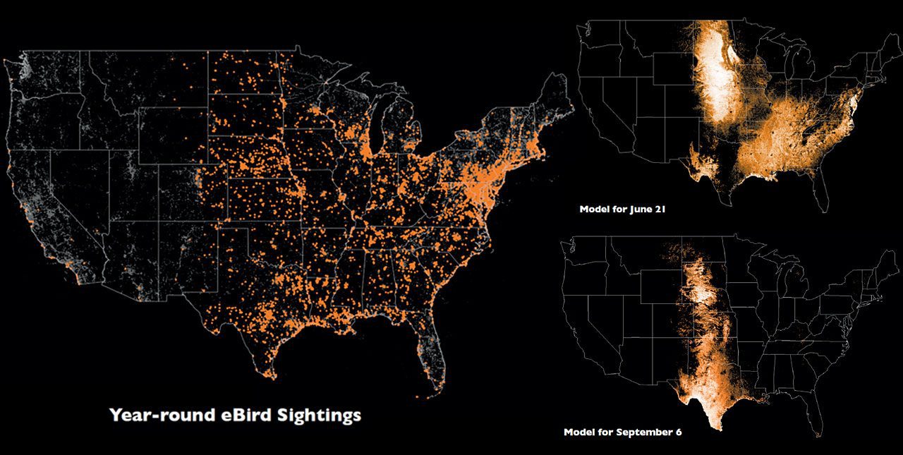 eBird Orchard Oriole occurrence maps