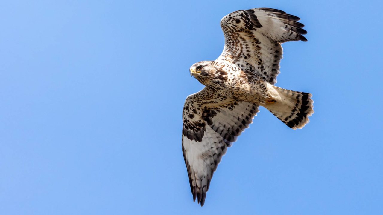 White and dark-brown/black hawk from below, in flight against blue sky.