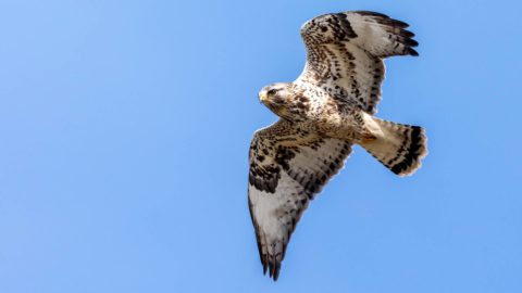 rough-legged hawk in flight against blue sky