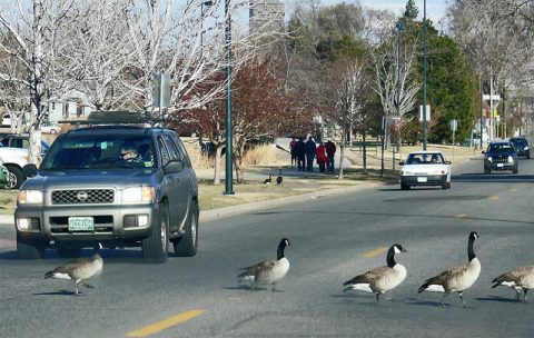 Canada Geese crossing a road.