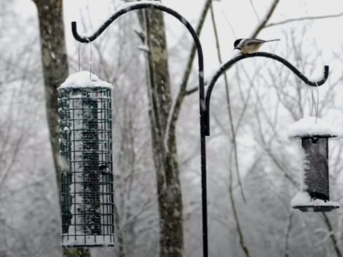 Little bird on a snowy day at a bird feeder with question: 