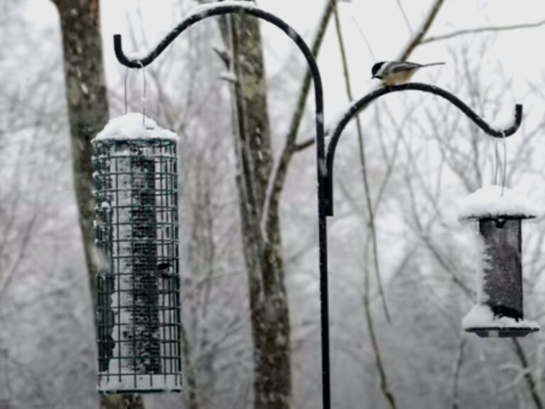 Avian Influenza Outbreak Should You Take Down Your Bird Feeders? All