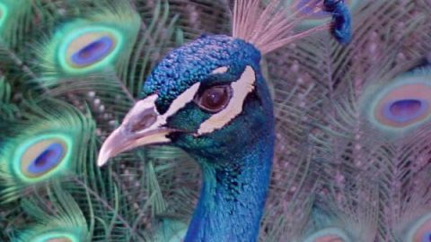 All About fancy males, male peacock
