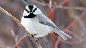 Mountain Chickadees can be distinguished from other chickadee species by the white stripes above their eyes. Photo by Cole Wild from Walden, Colorado.
