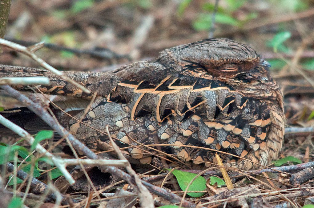 Common Pauraque by Stephen ramirez via birdshare