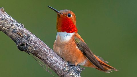 Rufous Hummingbird by kencrebbin via Birdshare