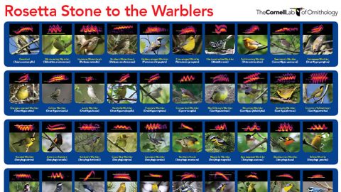 A Rosetta Stone for Identifying Warblers