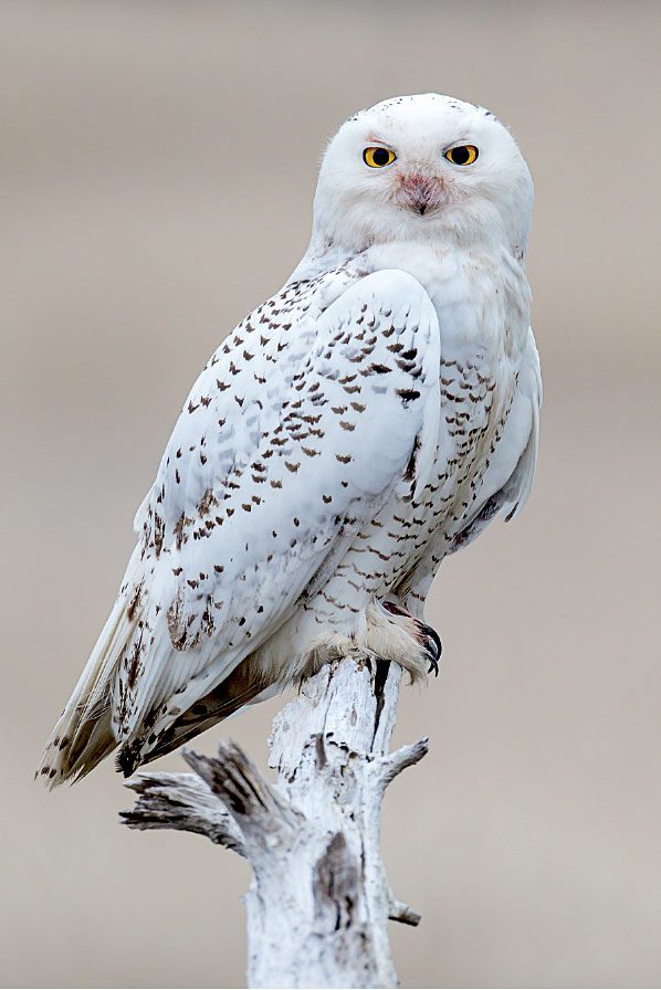 Snowy Owl by Brian E. Small.