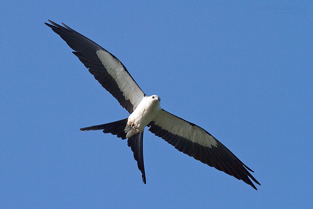 Swallow-tailed Kite by Jay Paredes via Birdshare