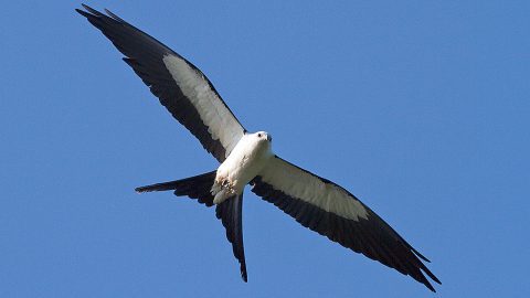 Swallow-tailed Kite by Jay Paredes