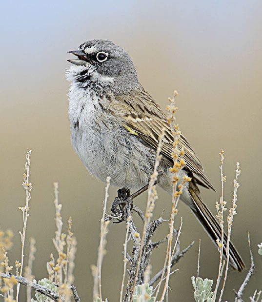 This Sagebrush Sparrow and its close relative, Bell’s Sparrow, until recently were considered a single species under the name Sage Sparrow. Distinguishing them in the field is challenging, except by their songs. Photo by Gerrit Vyn.